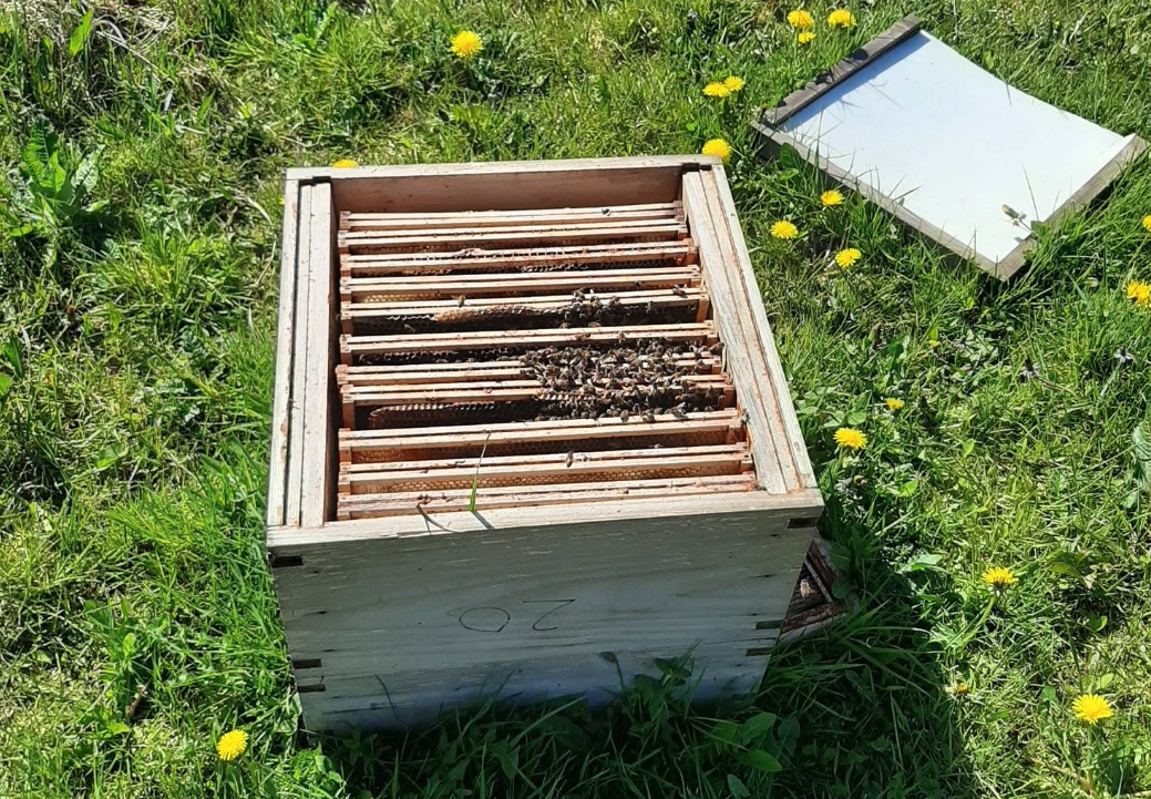 Five bee colonies die after hives trashed and honey stolen in ...