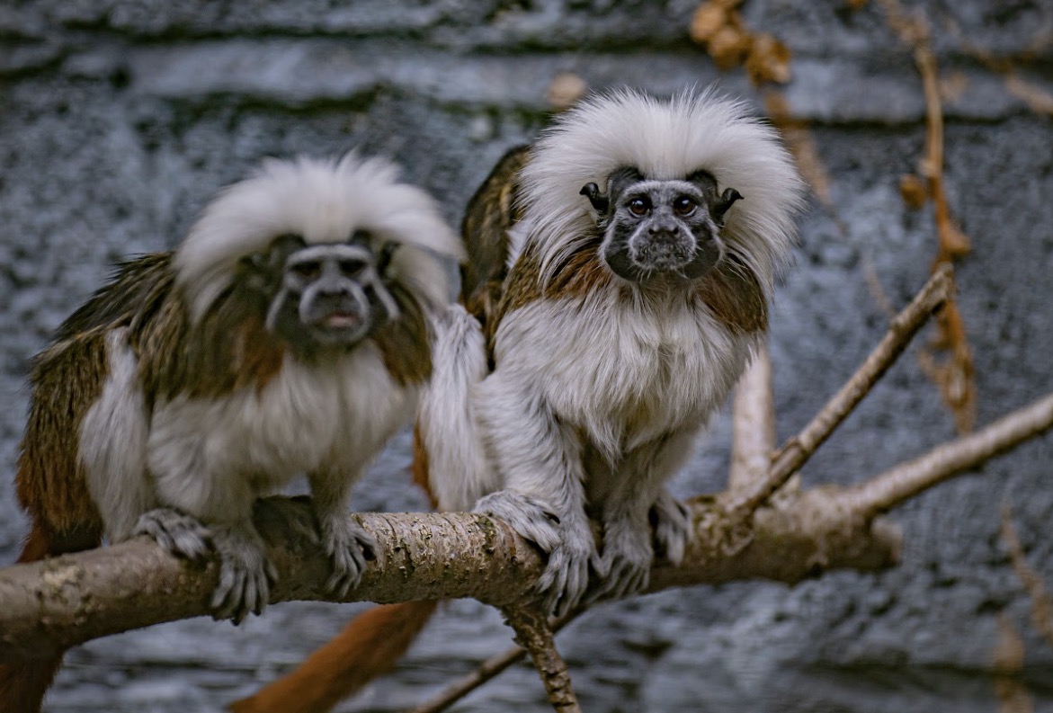 One of the world’s most endangered primates has been born at Chester ...