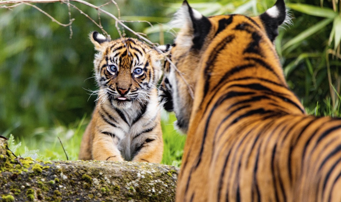 Twin Sumatran tiger cubs emerge from their den at Chester Zoo - Deeside ...