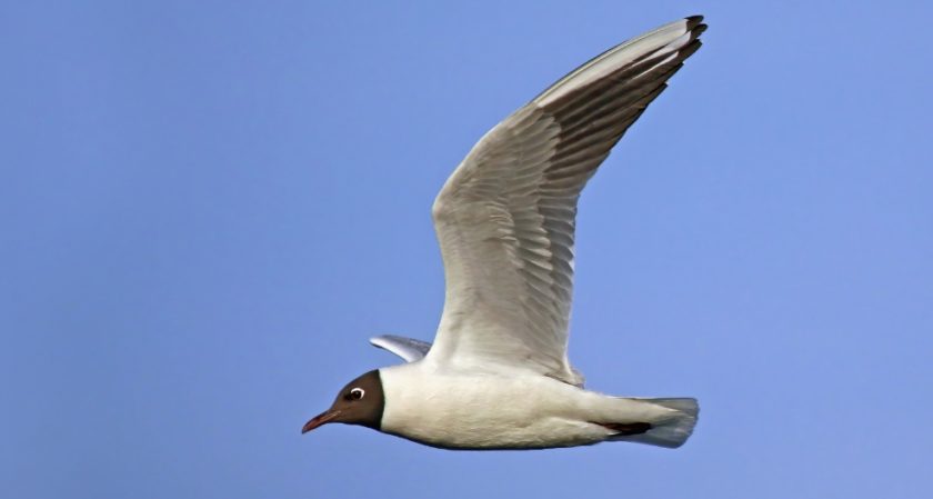 Devastating Bird Flu outbreak decimates Gull and Tern population at a ...