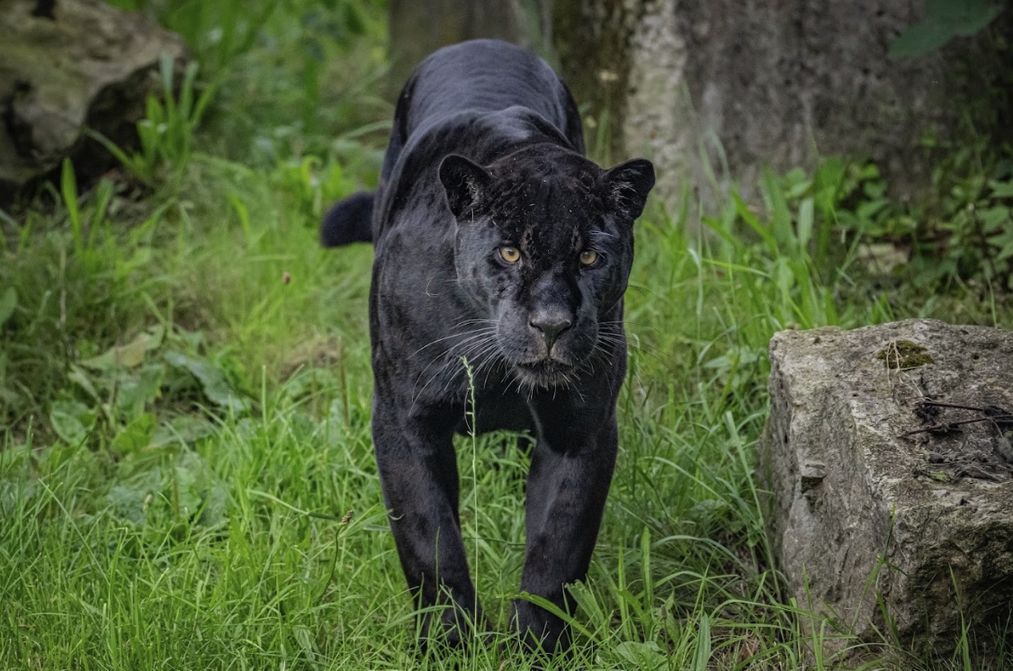 Chester Zoo welcomes Inka the “strikingly beautiful” rare black female ...