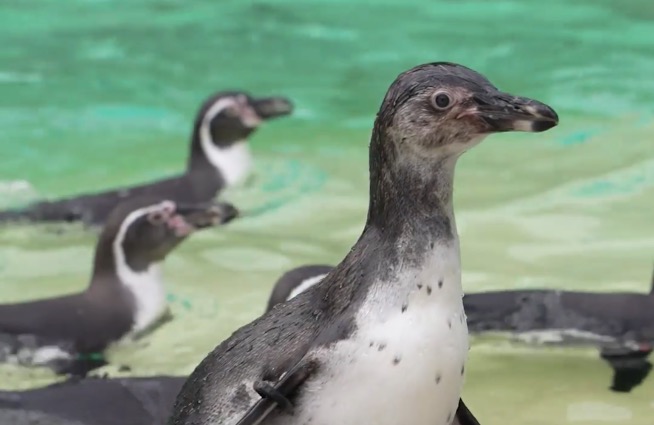 Vulnerable' penguins named Ryan and Rob after Wrexham FC owners at