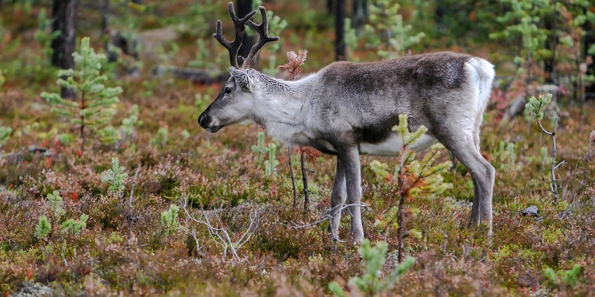 Plans for Christmas tree farm and reindeer centre on Wrexham ...