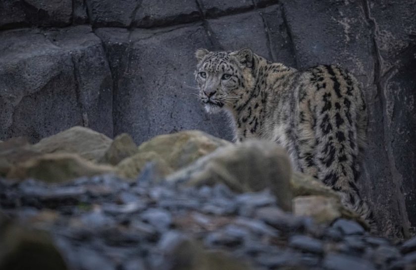 Chester Zoo welcomes first snow leopards in its 93-year history - BBC News