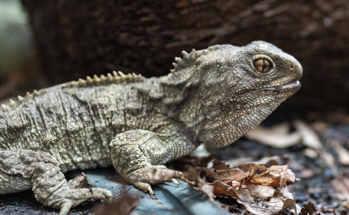 200-million-year-old ‘three-eyed’ reptiles get new home at Chester Zoo ...