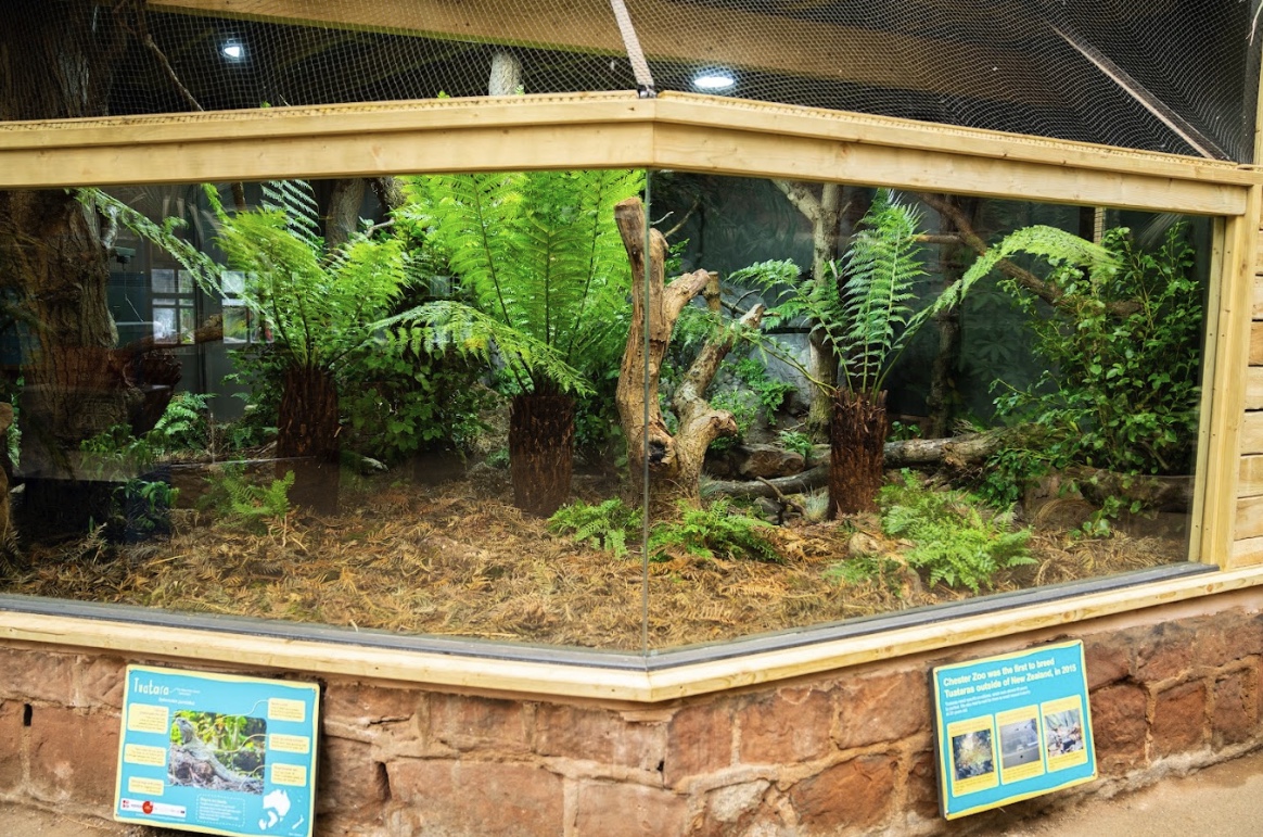 200-million-year-old ‘three-eyed’ reptiles get new home at Chester Zoo ...